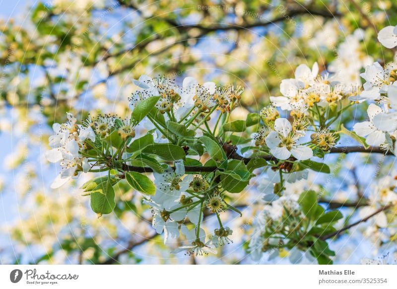 Zweig mit Kirschblüten Pflanze Idylle Frühlingsgefühle Außenaufnahme Honig sammeln Blüte Duft Nutzpflanze weiß Blütenblatt Hintergrundbild Blütenblätter Kirsche