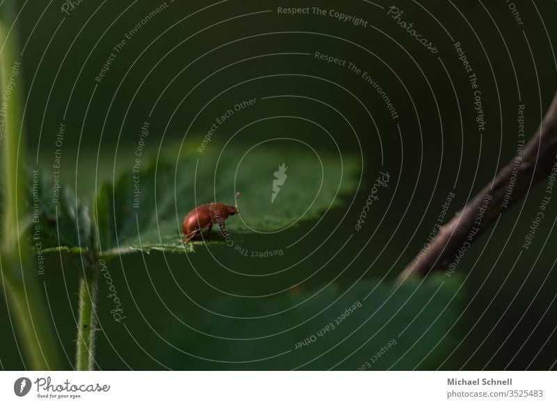Kleiner rötlicher Käfer auf grünem Blatt Insekt Makroaufnahme rot krabbeln Tier Nahaufnahme Farbfoto Natur
