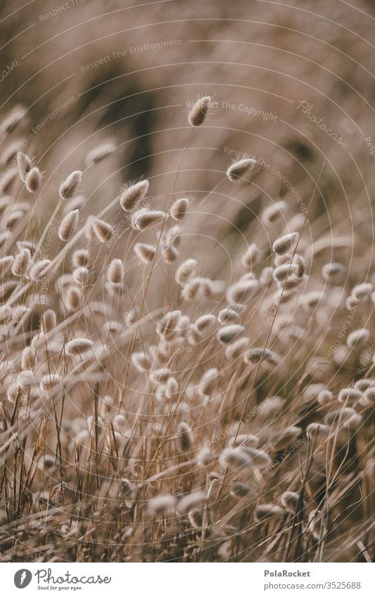 #As# Weiche Wiese weich zart Natur Wiesenblume Wiesenblumen Neuseeland halme Wind