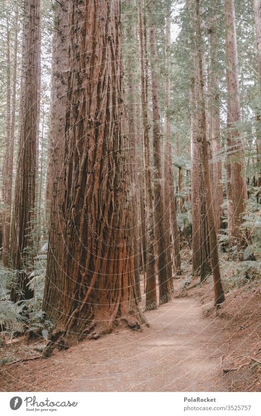 #AS# RedWood Redwoods NP Bäume Rinde Wald Baum Außenaufnahme Baumstamm Natur grün Waldstimmung Waldrand Waldboden Waldlichtung Waldspaziergang Neuseeland