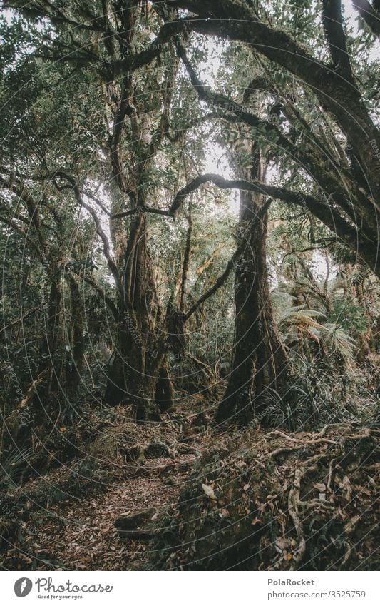 #As# Regenwald regenwaldrodung regenwaldprojekt Neuseeland Wald Waldlichtung Waldrand Waldspaziergang wandern Wanderung Natur Außenaufnahme Baum Farbfoto