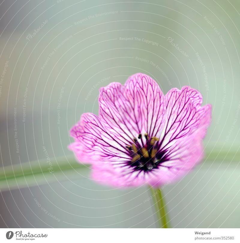 Evergreen in lila Wellness harmonisch Sinnesorgane Erholung ruhig Meditation Duft Pflanze Blüte atmen frisch Gesundheit grau grün violett Blume Blütenkelch