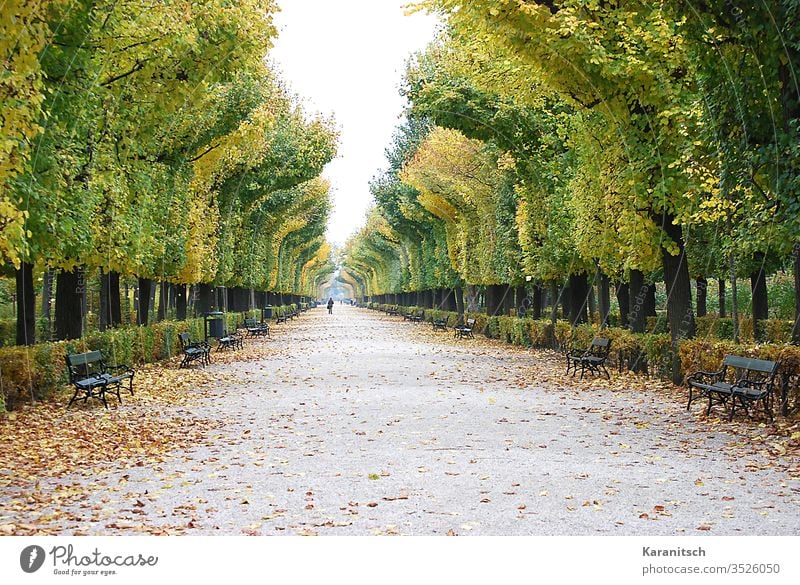 Ein Herbstspaziergang im Schlosspark Schönbrunn Herbststimmung Herbstwanderung Wanderung Spaziergang Allee Park Weg Bäume Buchen Blätter Laub Herbstlaub bunt