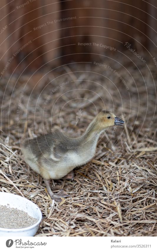 Eine junge Gans oder Gössel im Stall mit Stroh gans gössel stall stroh küken gelb artgerecht tierhaltung flaumig vogel baby bauernhof gosling schnabel hübsch