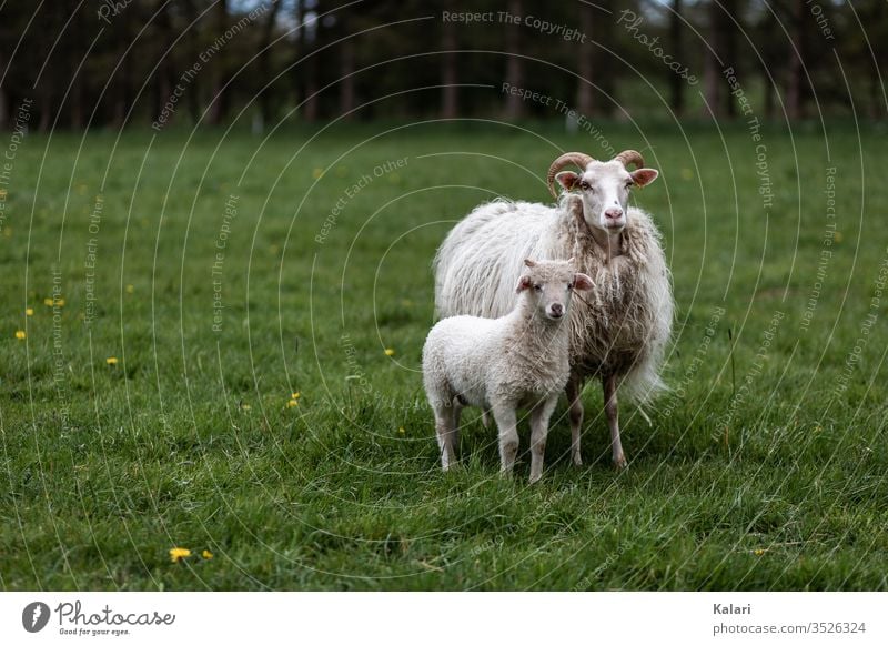 Ein Lamm und seine Mutter Heidschnucke mit Hörnern stehen auf einer Wiese schaf heidschnucke lamm mutter rasse selten gehörnt freilandhaltung schafrasse zucht