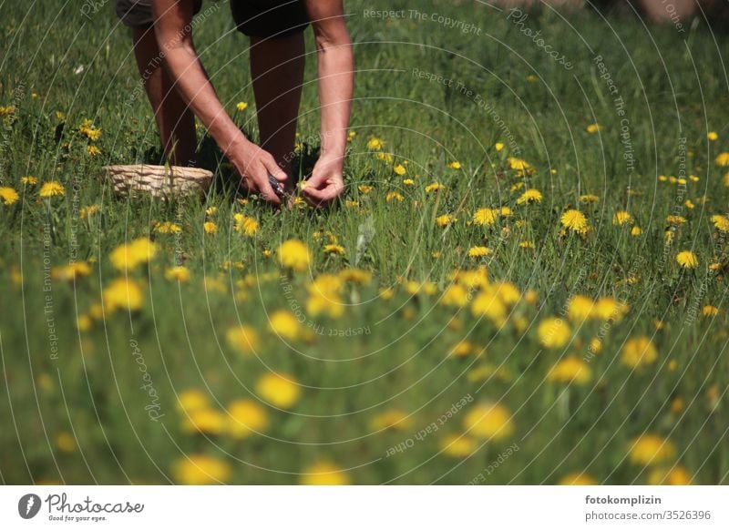 Wildkräuter und Löwenzahn pflücken löwenzahnwiese Heilkräuter ernten Wiesenblume wiesenkräuter Wiesenblumen Natur Blüte Frühling gelb Blüten sammeln