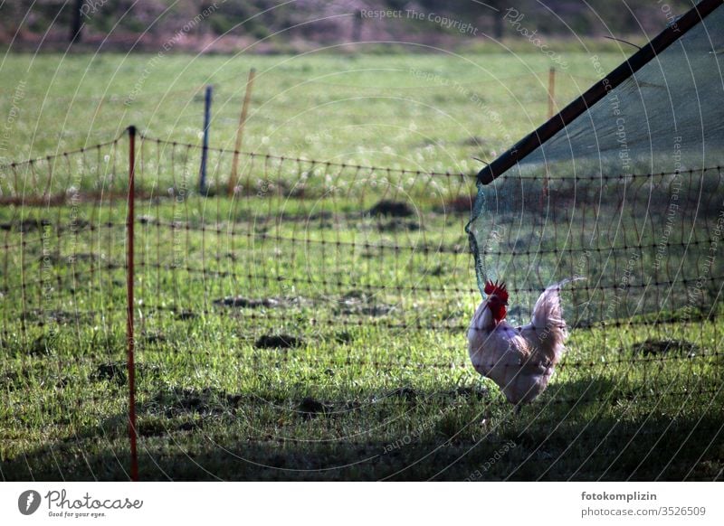 Hahn draußen im grünen Gehege artgerecht Haushuhn freilaufend Biologische Landwirtschaft Bauernhof Biotierhaltung tiergerecht Geflügel Nutztier 1 Natur Ei