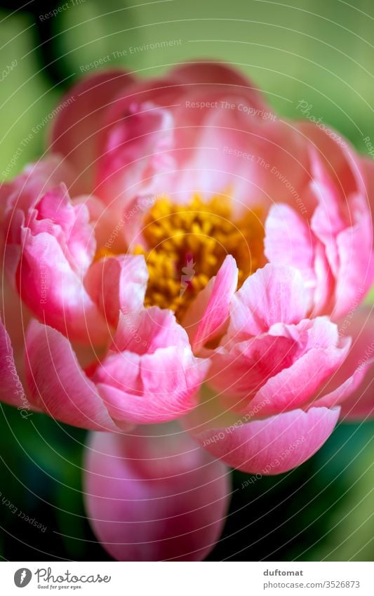 Nahaufnahme einer Pfingstrose, üppig pink Natur Päonien Pfingsten Blume Balkon Rose Pflanze Wachstum Sommer Schönheit Makroaufnahme Blüte Blühend Duft