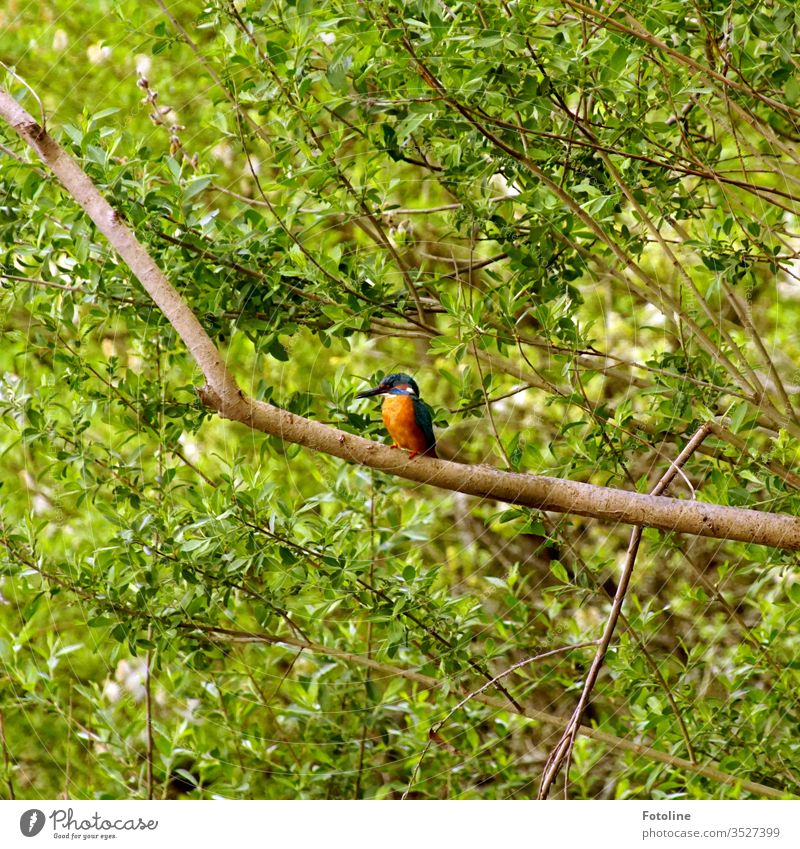 Glücksmoment - oder ein wunderschöner Eisvogel, der auf einem vertrockneten Ast sitzt und sich ausruht Eisvögel blau orange grün braun Zweige Vogel Tier