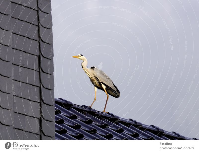 Eingangstür nicht gefunden - oder ein Graureiher, der auf unserem Dach gelandet ist Reiher Vogel Tier Außenaufnahme Natur Tag Farbfoto 1 Menschenleer Wildtier