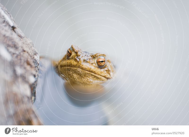 Kröte - Erdkröte (Bufo bufo) in einem Tümpel. Unke Bufo Bufo Frosch Amphibien Teich Biotop Wasser Laichzeit Probe Tier Natur Leben Auge Blick zuschauend
