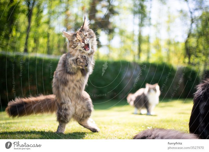 verspielte junge Maine Coon Katze, die mit Federspielzeug im Garten spielt Haustiere im Freien Natur Botanik grün Rasen Wiese Gras sonnig Sonnenlicht Sommer