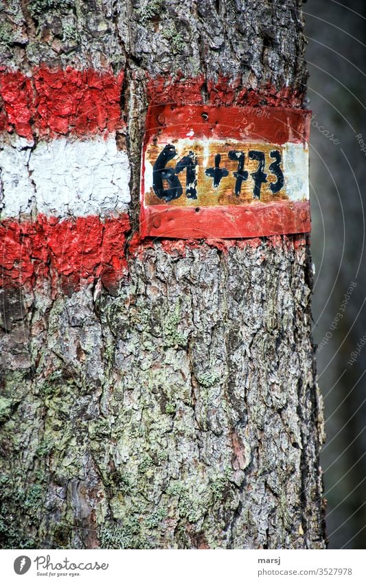 Wandermarkierung an einem Baum mit Wegnummern, die zum Addieren verleiten Wanderzeichen rot-weiß-rot Rinde Rechnung Addition Farbfoto mehrfarbig wandern Hinweis