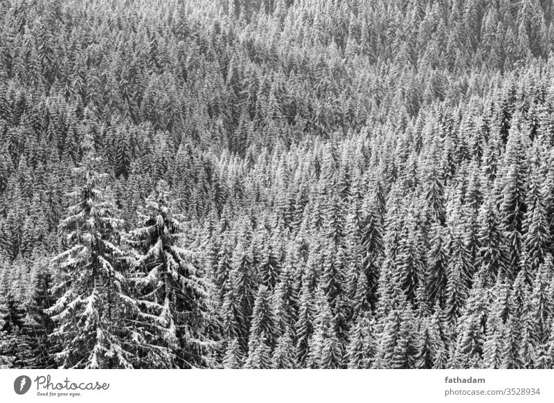 Kiefernwald im Winter bei Sonnenlicht in schwarz-weiß Wald Forstwirtschaft Pinienwald Berge u. Gebirge Baum Winterlandschaft Winterstimmung Jahreszeiten
