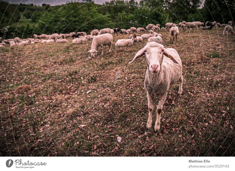 Schaherdef auf Weide Maul Landwirtschaft Zusammenhalt Misstrauen Natur Zufriedenheit Sicherheit Starke Tiefenschärfe Tierporträt Schatten Geborgenheit grün Gras
