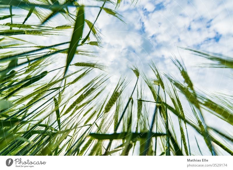 Junge Weizenpflanzen Korn Getreide grün Feld Himmel blau Wolken anbauen Natur Wachstum getreite Sommer Ernährung Bioprodukte Vegetarische Ernährung Kornfeld
