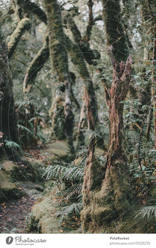 #As# Waldweg Waldboden Waldlichtung Waldrand Waldspaziergang Waldstimmung Baum Bäume grün Natur Außenaufnahme Farbfoto Landschaft Baumstamm Umwelt Pflanze