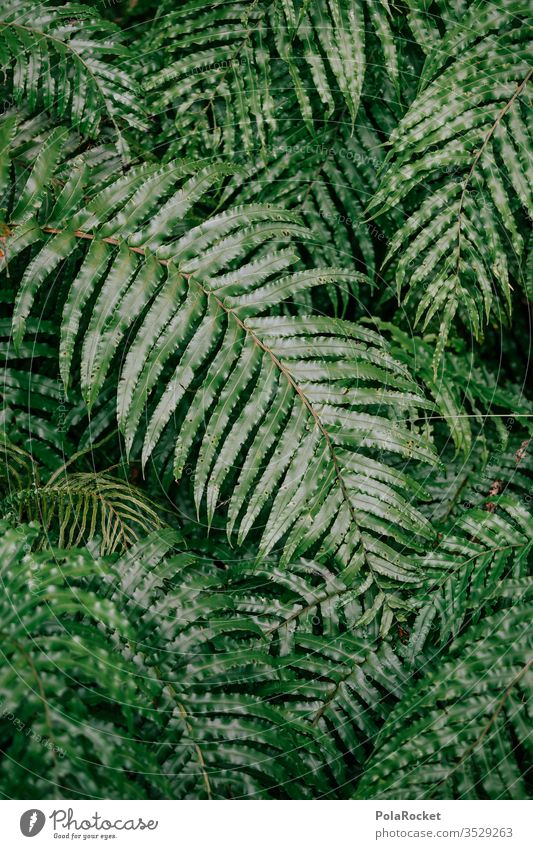 #As# Faaarn! Farn Farnblatt Farne farnwuchs Farnblätter Farnstengel farntrieb Farnzweig Natur grün Neuseeland
