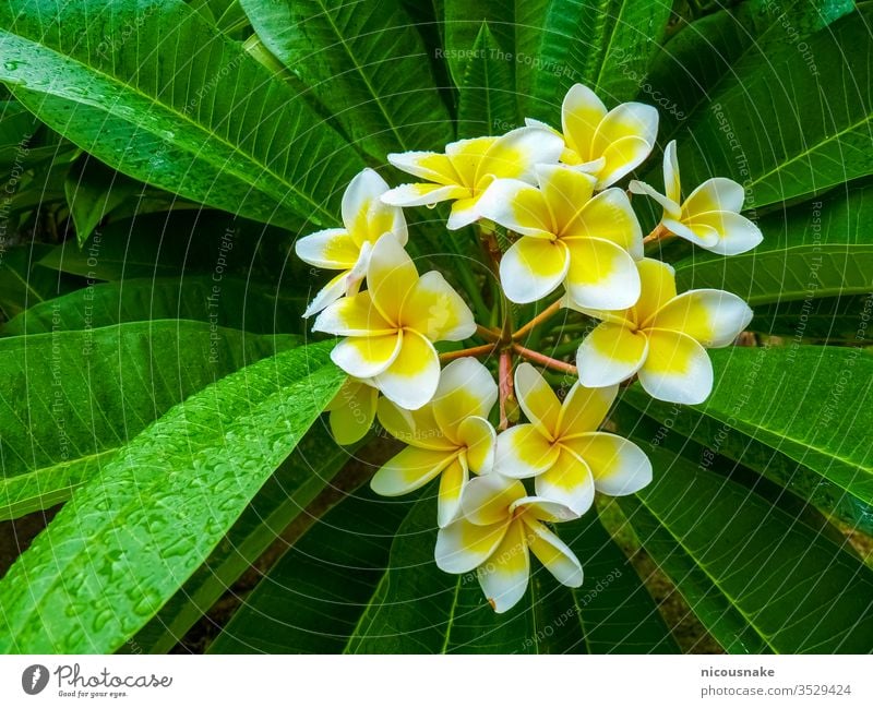 Frangipani-Blume in der Nähe der Zitadelle von Hue, Hue, Vietnam geblümt aquatisch Asien asiatisch Hintergrund schön Schönheit Blütezeit Überstrahlung Botanik