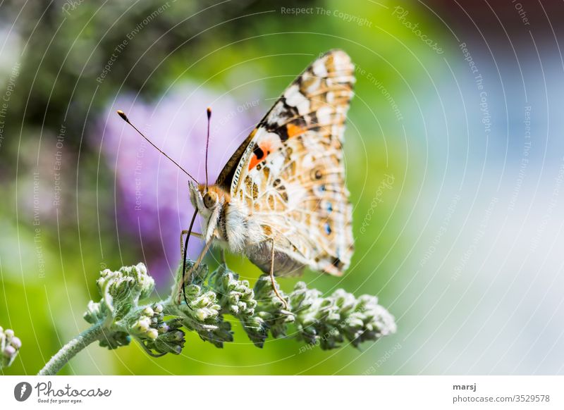 Sitzender Schmetterling auf Blütenknospen, mit komplett ausgerolltem Rüssel Distelfalter Saugrüssel Fühler Facettenauge Insekt Tier Natur Tierporträt 1