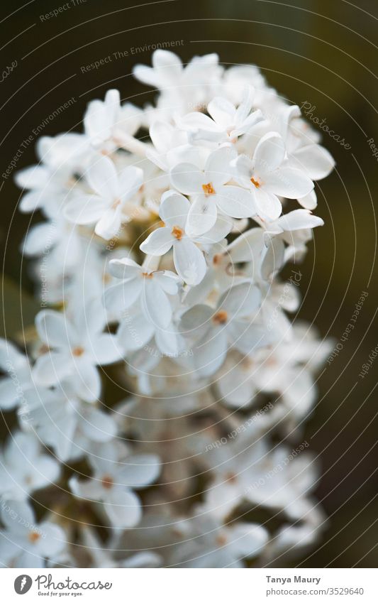 Blütenblätter Einer Orchidee Verstecken Sich Hintereinander Ein Lizenzfreies Stock Foto Von 