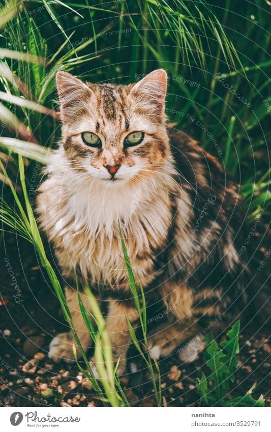 Erstaunliche und schöne Katze im Freien streunende Katze Alleenkatze Haustier Pflege Tier Säugetier frei Natur natürlich Auge Gesicht züchten allgemein Europäer