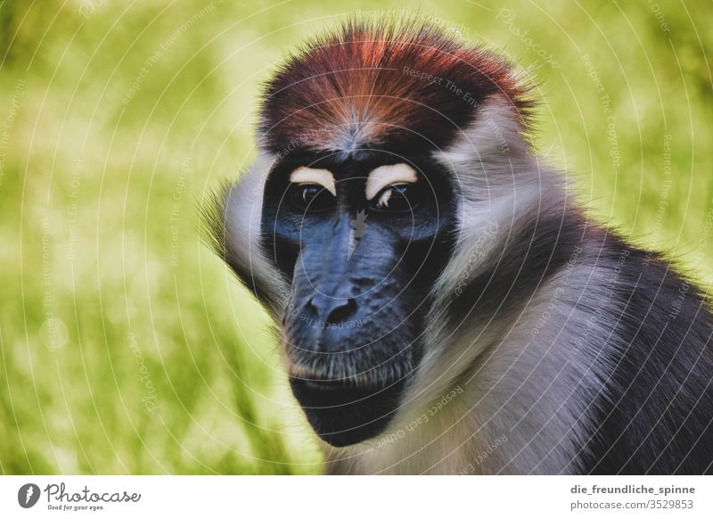 Affenblick Tier Außenaufnahme Wildtier Tierporträt Tag Afrika nase gesicht fell Zoo Natur Auge Nase Nahaufnahme Farbfoto Tiergesicht Blick Menschenleer
