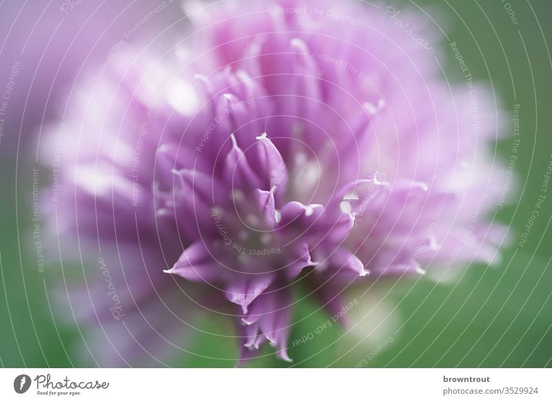 Schnittlauch Blüte schnittlauchblüte violett Schwache Tiefenschärfe Nutzpflanze Garten Nahaufnahme Farbfoto Pflanze Natur Kräuter & Gewürze Blühend