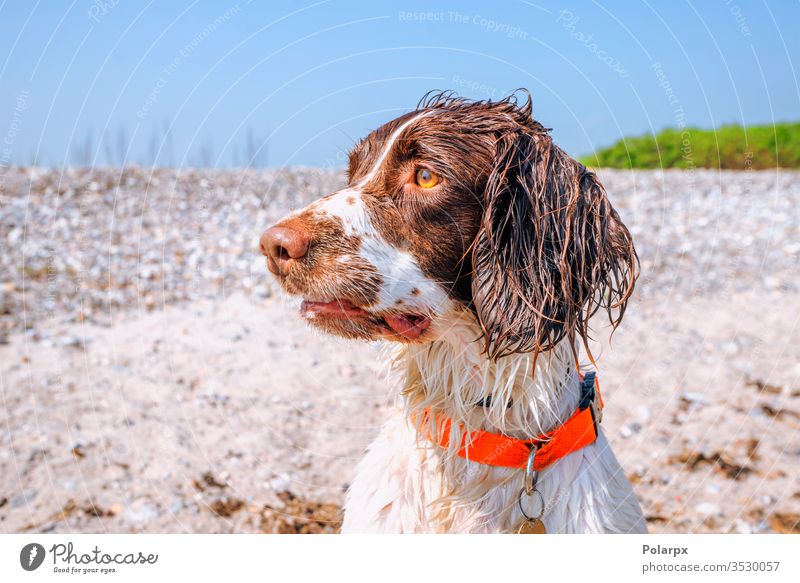Springer-Spaniel-Hund mit nassem Fell am Strand Sand Hunde Wald Park Gesicht bezaubernd Fleischfresser Frühling gehorsam gundog dreckig im Freien anschauend