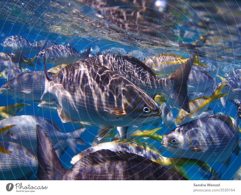 OLYMPUS-DIGITALKAMERA Fische Unterwasserwelt Kuba Korallenriff Schnorcheln Atlantik karibik Wasser Seewasser Artenvielfalt Tauchen Tauchgang