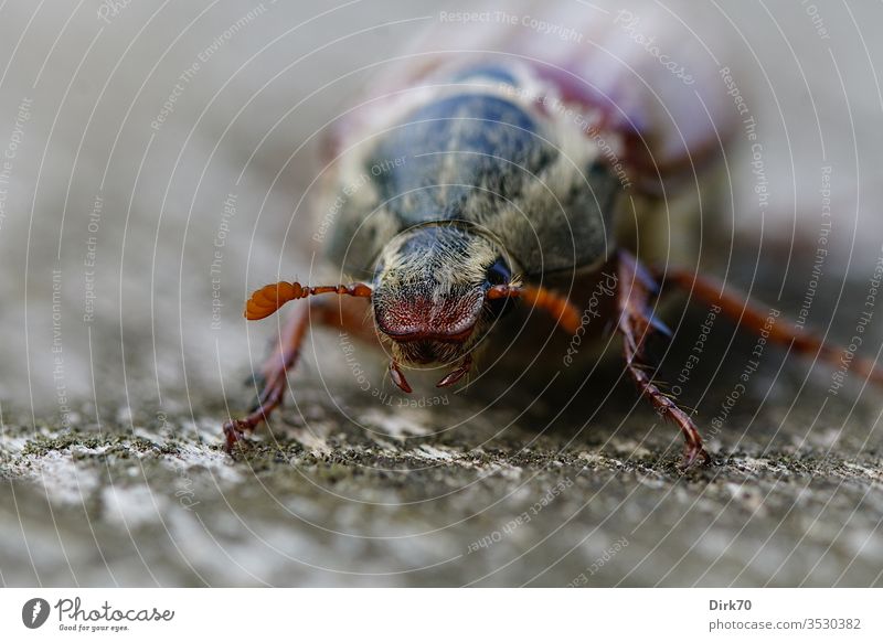 Kleiner Alien: Porträt eines Maikäfers Tierporträt Tiergesicht Makroaufnahme makro makrofotografie Schwache Tiefenschärfe frontal Käfer Insekt Insektenschutz