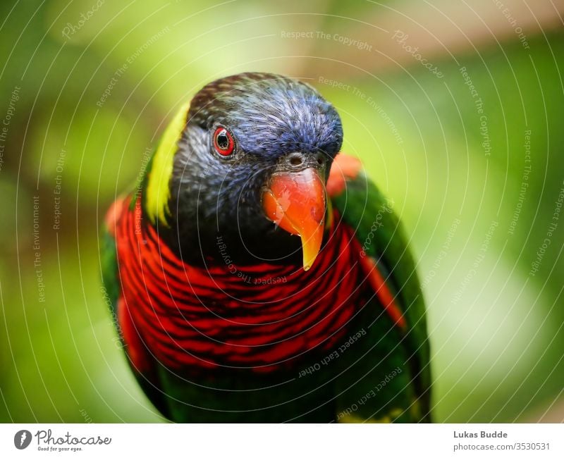 Nahaufnahme eines bunten Lorikeet-Vogels aus Malaysia Papagei farbenfroh Regenbogen lori Tier Schnabel grün blau rot Natur tropisch Australien orange Farbe