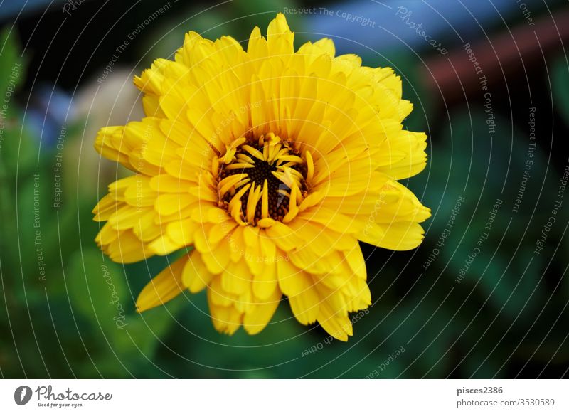 Eine gelbe Ringelblume (Calendula officinalis) blüht im Garten Blume Natur Sommer Blatt hell Blütenblatt Pollen Wachstum im Freien horizontal Farbbild