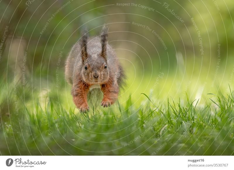 Eichhörnchen beim Sprung über die Wiese Tier Farbfoto Natur Außenaufnahme Wildtier Menschenleer Tag Tierporträt Umwelt Schwache Tiefenschärfe braun niedlich