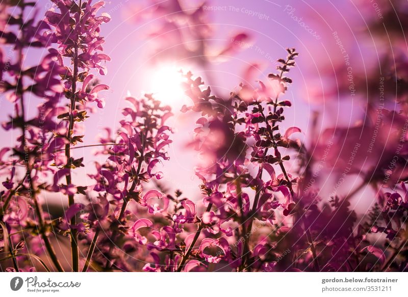 Frühlingsblüten Lilatraum lila Blüten im Vordergrund Natur Farbfoto Außenaufnahme Nahaufnahme schön Detailaufnahme Blühend Schwache Tiefenschärfe Menschenleer