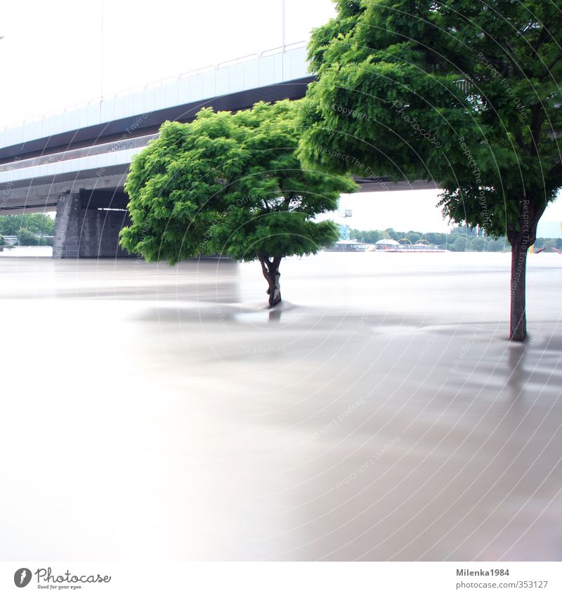 Hochwasser Umwelt Natur Landschaft Pflanze Klima Klimawandel Wetter schlechtes Wetter Unwetter Regen Flussufer Donau Wien Entlastungsgerinne Baum Brücke Flut