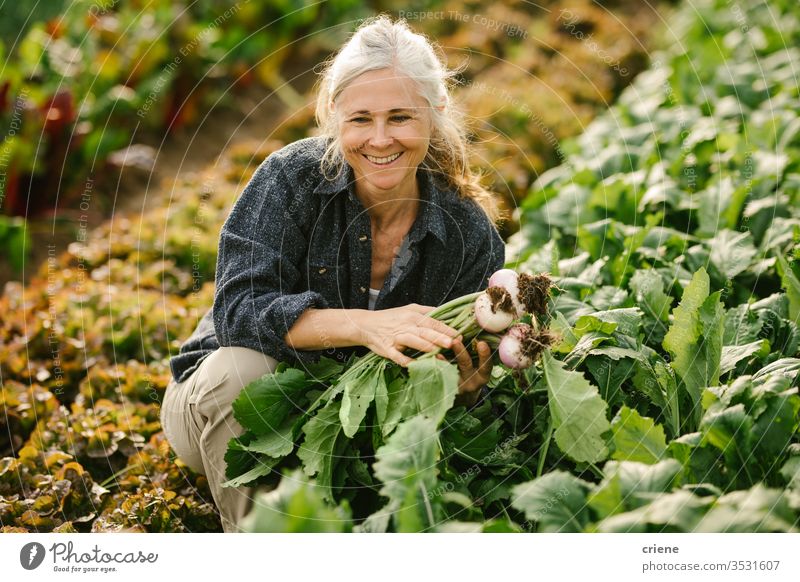 Lächelnde ältere Frau, die im Gewächshaus Gemüse auf dem Feld pflückt Senior Glück Rübe nachhaltig produzieren frisch Garten Landwirt Natur grün Ernte organisch