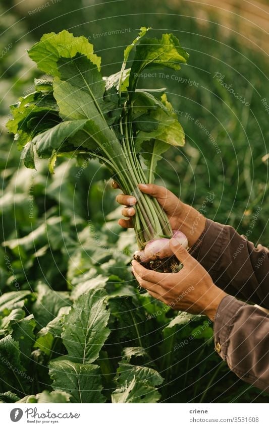 Nahaufnahme der Hände, die frisch gepflückte Bio-Rüben halten nachhaltig produzieren Garten Landwirt Natur grün Ernte organisch Bauernhof Ackerbau Gemüse