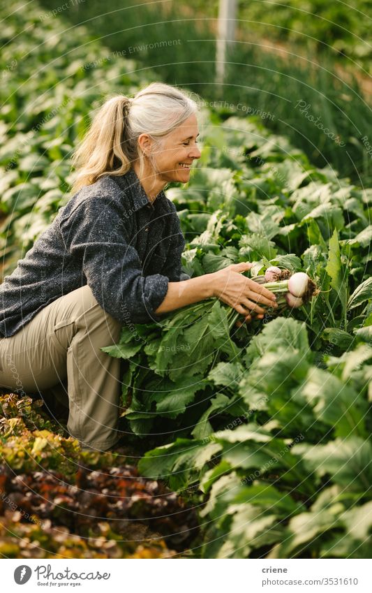 Leitender Landarbeiter pflückt Bio-Rüben im Gewächshaus Lächeln Senior Glück nachhaltig Frau produzieren frisch Garten Landwirt Natur grün Ernte organisch