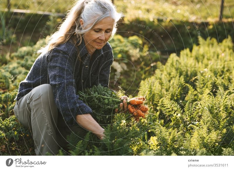 kaukasische ältere Frau, die frische Karotten aus dem Garten pflückt Lächeln Senior Glück Möhre nachhaltig produzieren Landwirt Natur grün Ernte organisch