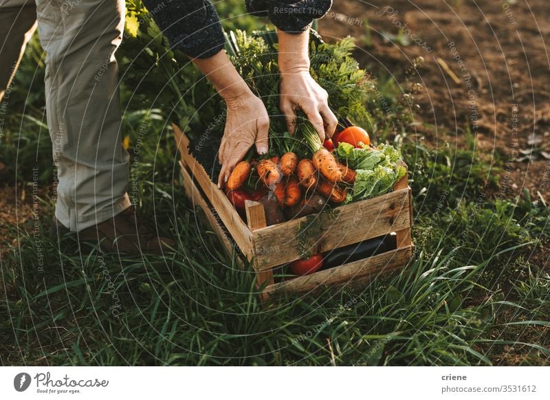Nahaufnahme einer Frau, die auf dem Feld eine Holzkiste mit frisch gepflückten Gemüsekisten packt Karotten hausgemacht Garten Hände Tomate Kasten Kiste