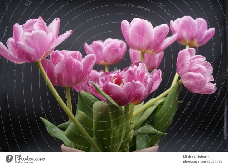 Photocase Hintergrundbilder - Blumen lizenzfreies von Rosa Pfingstrosen Stock ein Foto romantische