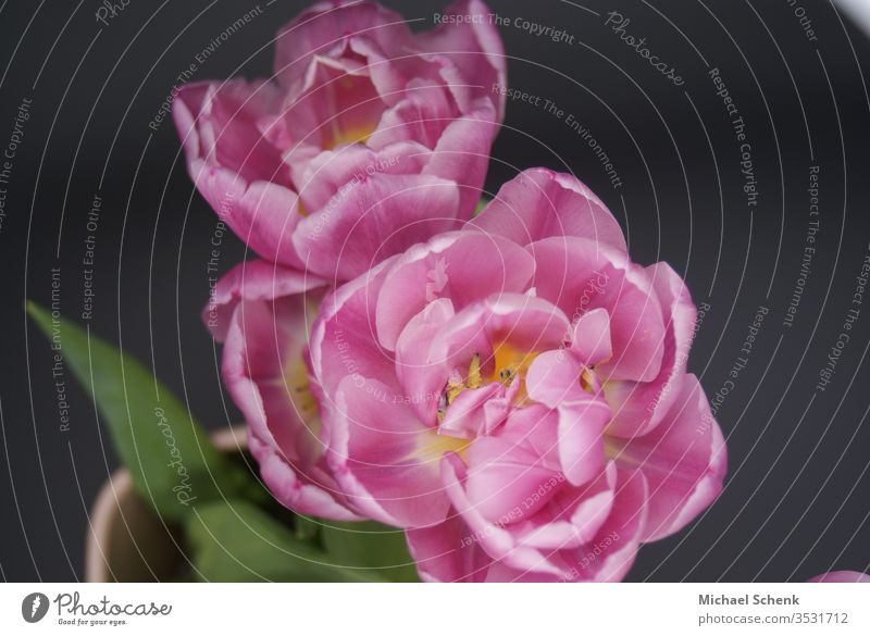 Rosa Pfingstrosen romantische Blumen Hintergrundbilder - ein lizenzfreies  Stock Foto von Photocase