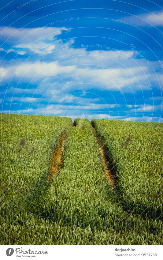 " Dem Horizont entgegen ". Blauer mit Wolken bedeckter Himmel , ein grünes Feld. Im Vordergrund Spuren von einem Traktor im Weizenfeld. Getreide blau Korn