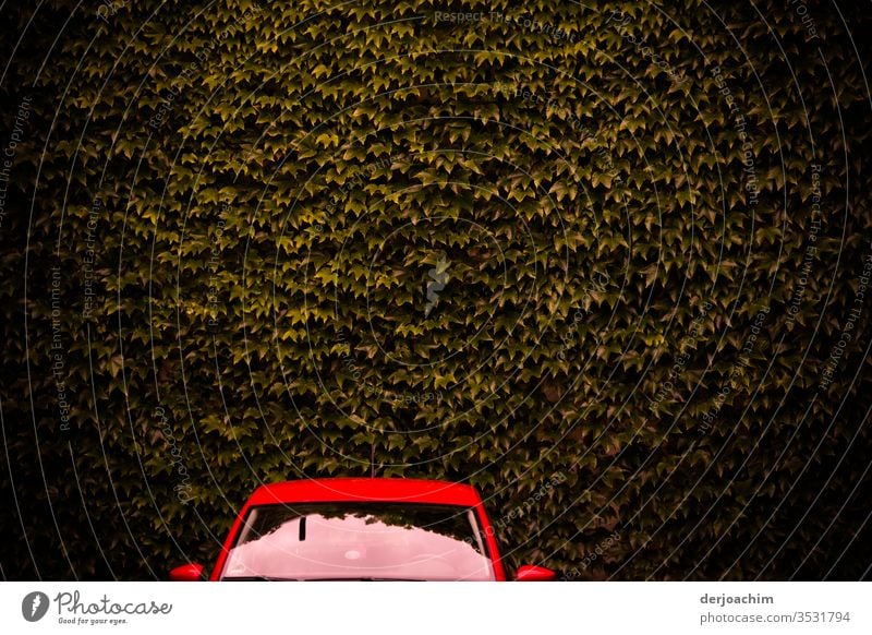 Ein  Rotes Auto , nur Scheibe  und Dach ist zu sehen  ,steht vor brauner Blätterwand. auto Farbfoto rot Außenaufnahme Menschenleer Licht PKW Tag ruhig blätter
