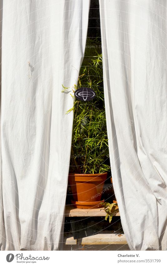 Bühnenreif | Zimmerpflanze im Fenster, gerahmt von hellen Vorhängen, fotografiert von außen. grün Pflanze Dekoration & Verzierung Blumentopf Grünpflanze