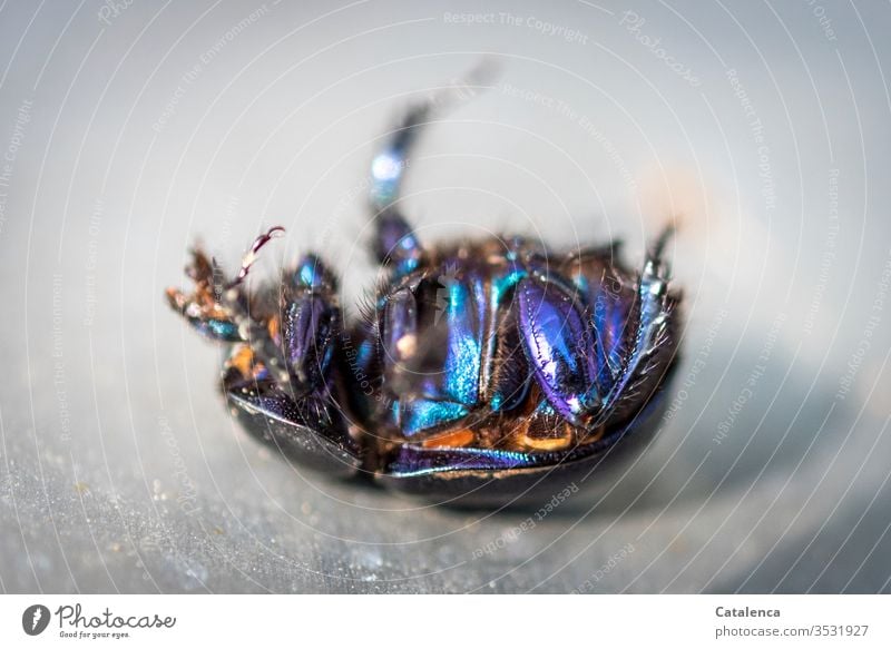 Ein Blau schimmernder Mistkäfer liegt auf den Rücken und strampelt mit den Beinen. Tier Insekt Käfer liegen Panzer strampeln blau glänzend Makroaufnahme