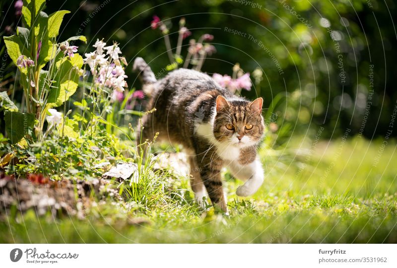Britische Kurzhaar Katze läuft durch den sonnigen Garten mit Frühlings Blumen Rassekatze Haustiere Tabby Britisch Kurzhaar weiß im Freien grün