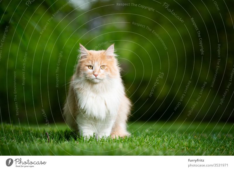 Maine Coon Katze sitz im Garten in der Natur und sieht in die Kamera Rassekatze Haustiere Langhaarige Katze weiß cremefarben beige Hirschkalb im Freien grün