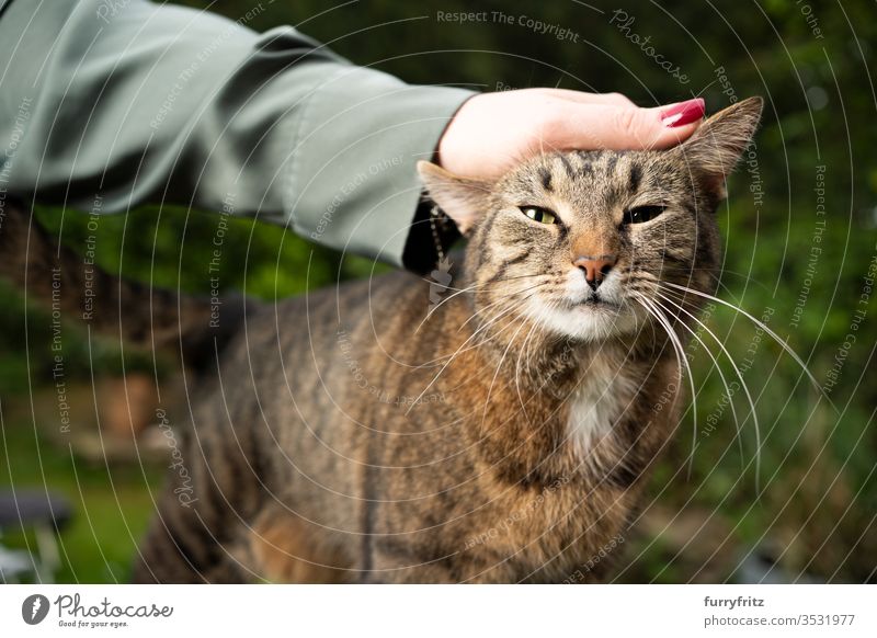 Katze Blume Auf Kopf